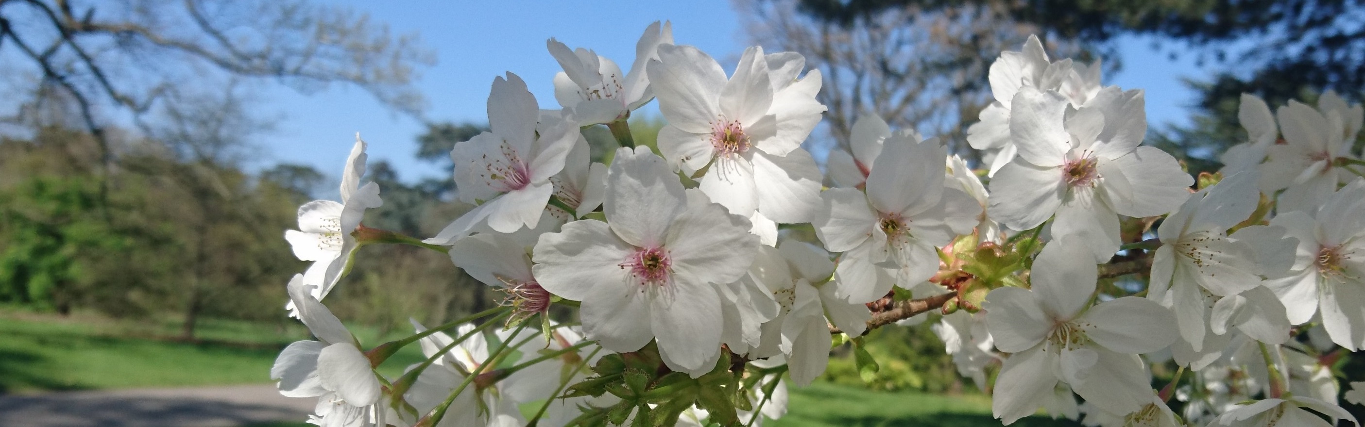 header image of a small tree branch covered with white flowers coming in from the right-hand side, a park with trees and an asphalt path out of focus in the background under a clear blue sky